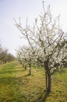 Plum Blossom - Prunus domestica 'Avalon' on St. Julien 'A' rootstock