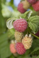 Raspberry - Rubus idaeus 'Malling Jewel'