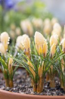 Crocus chrysanthus 'Romance' with morning dew