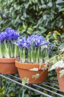 Iris reticulata 'Alida' in terracotta pot on metal shelves