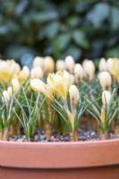 Crocus chrysanthus 'Romance' in terracotta pot on metal shelves