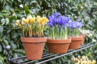 Crocus chrysanthus 'Romance' in terracotta pot on metal shelves