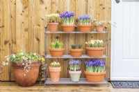 Iris' 'Pixie' and 'Alida', Crocus 'Romance', Hyacinths 'Fondant' and 'Delft Blue' arranged on metal shelves on wooden deck