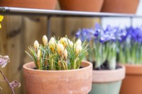 Crocus chrysanthus 'Romance' in terracotta pot on metal shelves