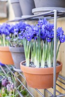 Iris reticulata 'Pixie' in terracotta pot on metal shelves