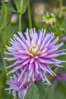 Dahlia 'Park Princess'