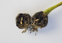 Pear fruitlet gall midge - Contarinia pyrivora