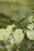 Silver Leaf on Plum Tree