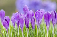 Crocus tommasinianus