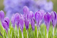 Crocus tommasinianus