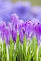 Crocus tommasinianus