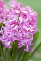 Hyacinthus 'Fondant'