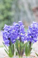 Hyacinthus 'Delft Blue'