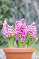 Hyacinthus 'Fondant' in terracotta pot