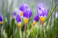 Crocus sieberi 'Tricolour'