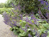 Salvia pratensis Color Spires Azure Snow, summer July