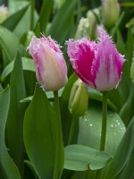 Tulipa 'Drakensteyn' in flower mid April 