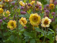 Geum 'Tempo Yellow'  Mid April Spring