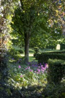 View across formal garden with clipped hedging, with Allium 'Purple Sensation' in foreground.
