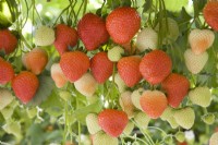 Strawberry - Fragaria ananassa 'Sonata'