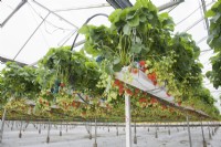 Commercial strawberry crop under glass - tabletop system - Fragaria  ananassa 'Sonata'