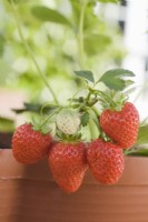 Strawberry - Fragaria ananassa 'Irresistable'