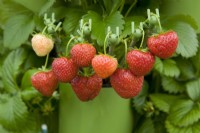 Strawberry - Fragaria x ananassa 'Pegasus' - growing in a tower planter