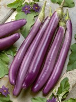 Solanum melongena Farmers Long, summer August