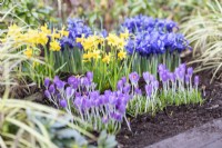 Narcissus 'Tete-a-Tete', Crocus tommassinianus and Iris reticulata 'Harmony' in border