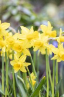 Narcissus 'Tete-a-Tete'