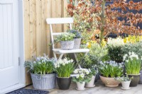 Mossy saxifrage 'Alpino Early Lime' and Lithodora diffusa in pots on chair with Muscari, Narcissus, Primulas, Hebe, Myosotis and Euonymus beneath it