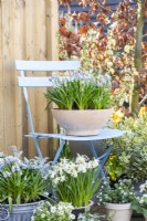Muscari armeniacum 'Valerie Finnis' on metal chair with Narcissus, Hebe and Myosotis on deck beneath