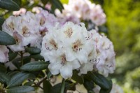Rhododendron 'Simona'
