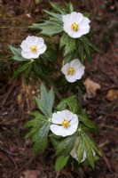 Podophyllum hexandrum - Himalayan May Apple