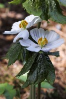 Podophyllum hexandrum - Himalayan May Apple. Portrait of a flowers with leaves underneath.