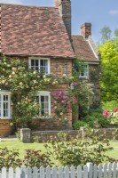 Picturesque village house clothed with climbing roses and a white painted picket fence. June