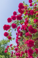 Rosa 'Paul's Scarlet Climber'. Cascade of blooms against a blue sky. June.
