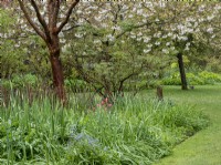 Spring woodland garden with perennials emerging and spring blossom