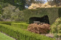 Topiary hedges and box edging with Acer palmatum at Arley Arboretum, May