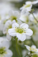 Mossy Saxifrage 'Alpino Early Lime'