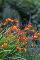 Crocosmia summer border