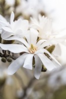 Magnolia stellata