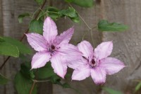 Clematis 'Hagley hybrid'