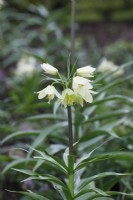 Fritillaria raddeana - Radde's fritillary - Dwarf crown imperial