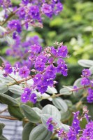 Tibouchina - Glory Bush