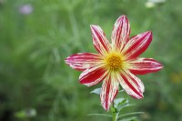 Dahlia 'Fireworks'