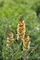 Verbascum 'Clementine' - Mullein