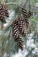 Pinus x schwerinii cones