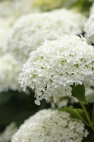 Hydrangea arborescens 'Annabelle'