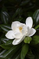 Magnolia grandiflora